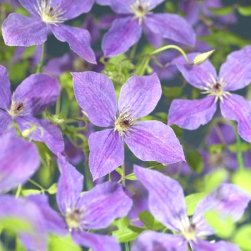 Clematis 'So Many Lavender Flowers' - Elulõng 'So Many Lavender Flowers' 